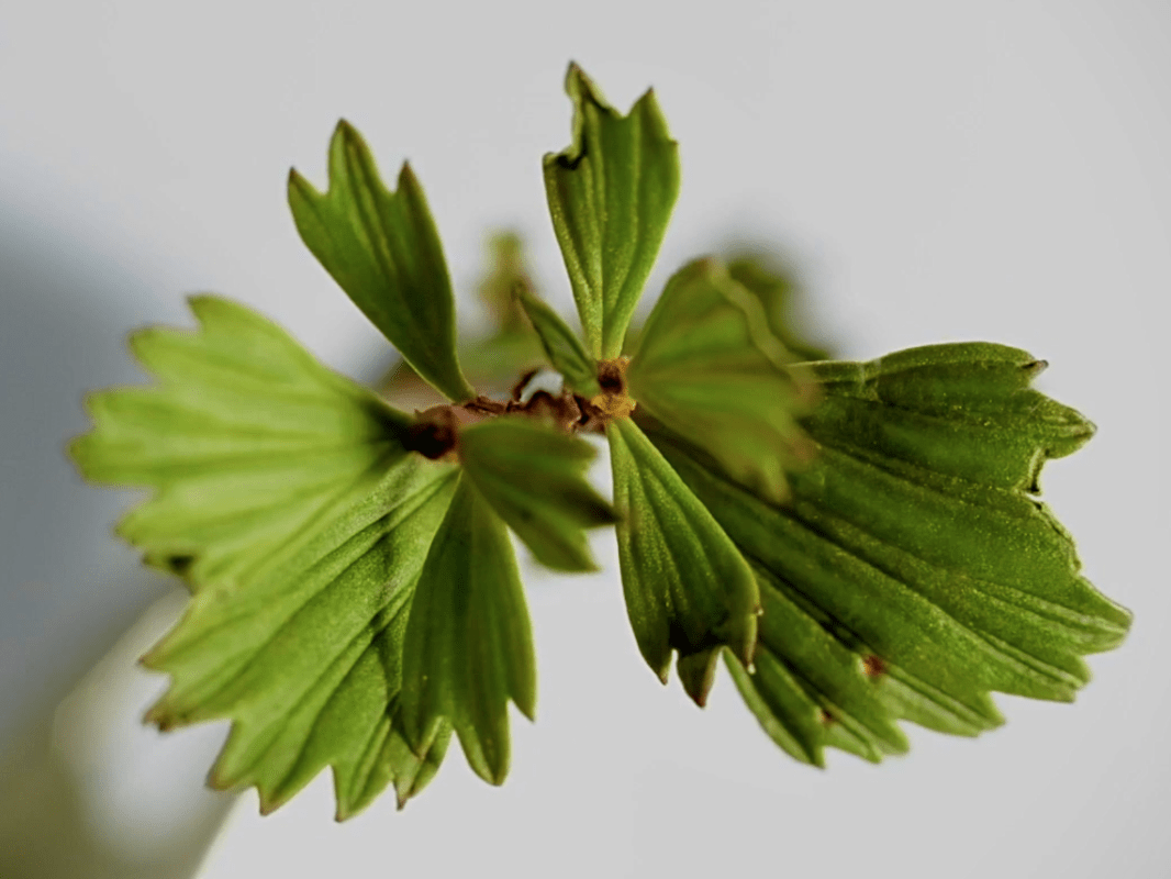 Myrothamnus Myrothamnus